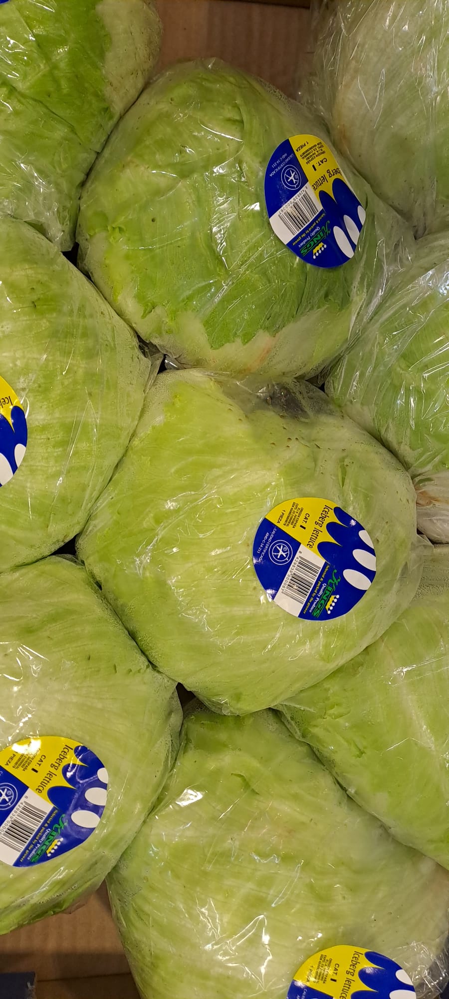 Iceberg