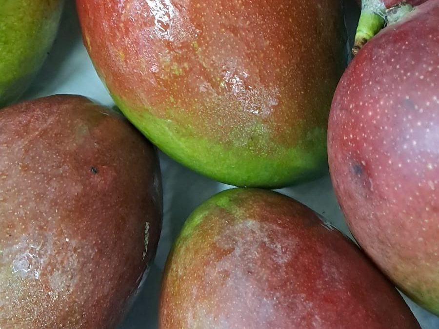 Mango