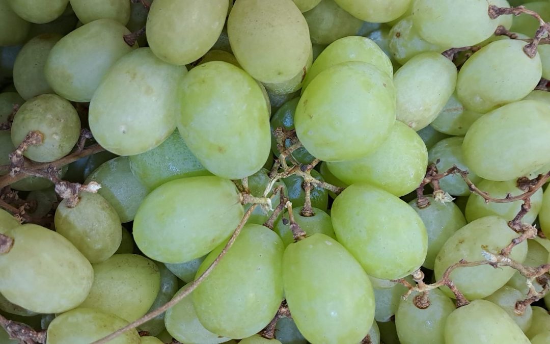 Uva blanca