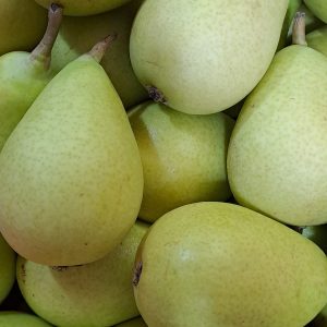 Pera Ercolina