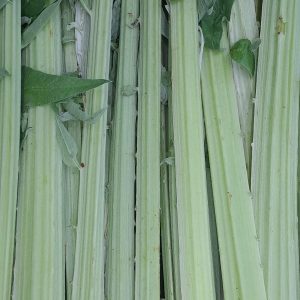 Cardo