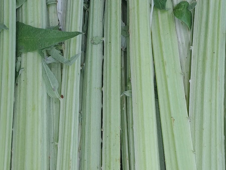 Cardo