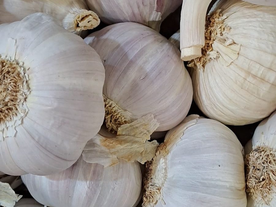 Ajo Morado