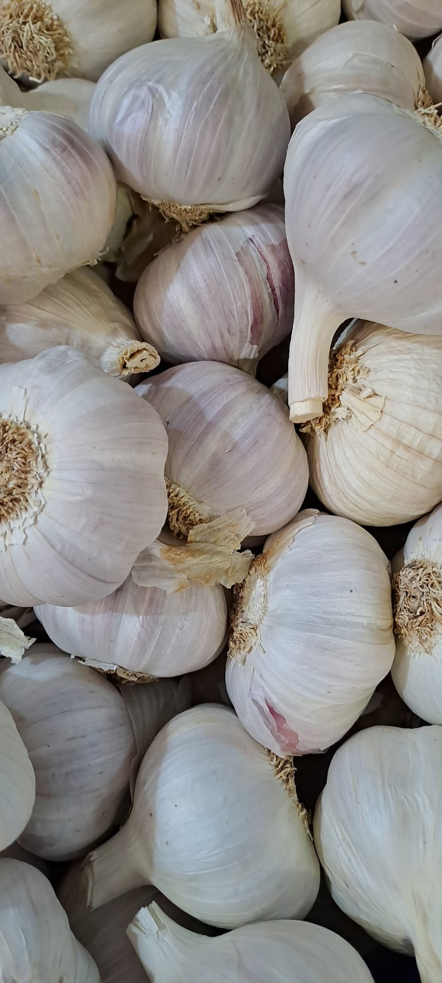 Ajo Morado