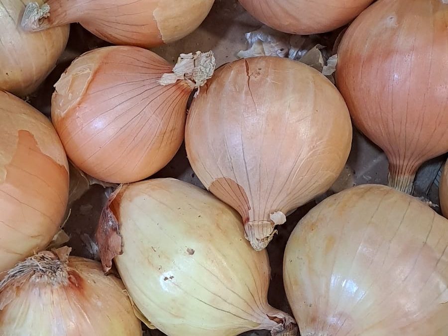 Cebolla seca