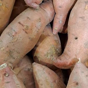 Batata/Boniato Rojo