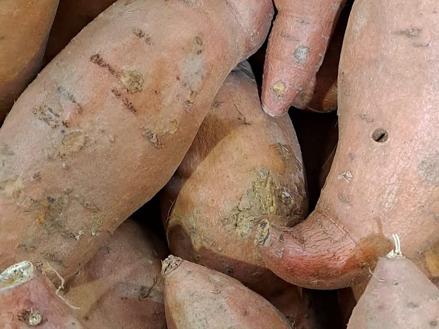 Batata/Boniato Rojo