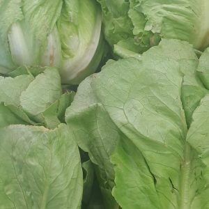 Lechuga