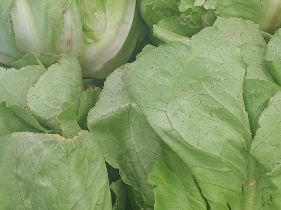 Lechuga