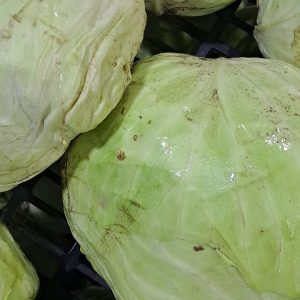Repollo
