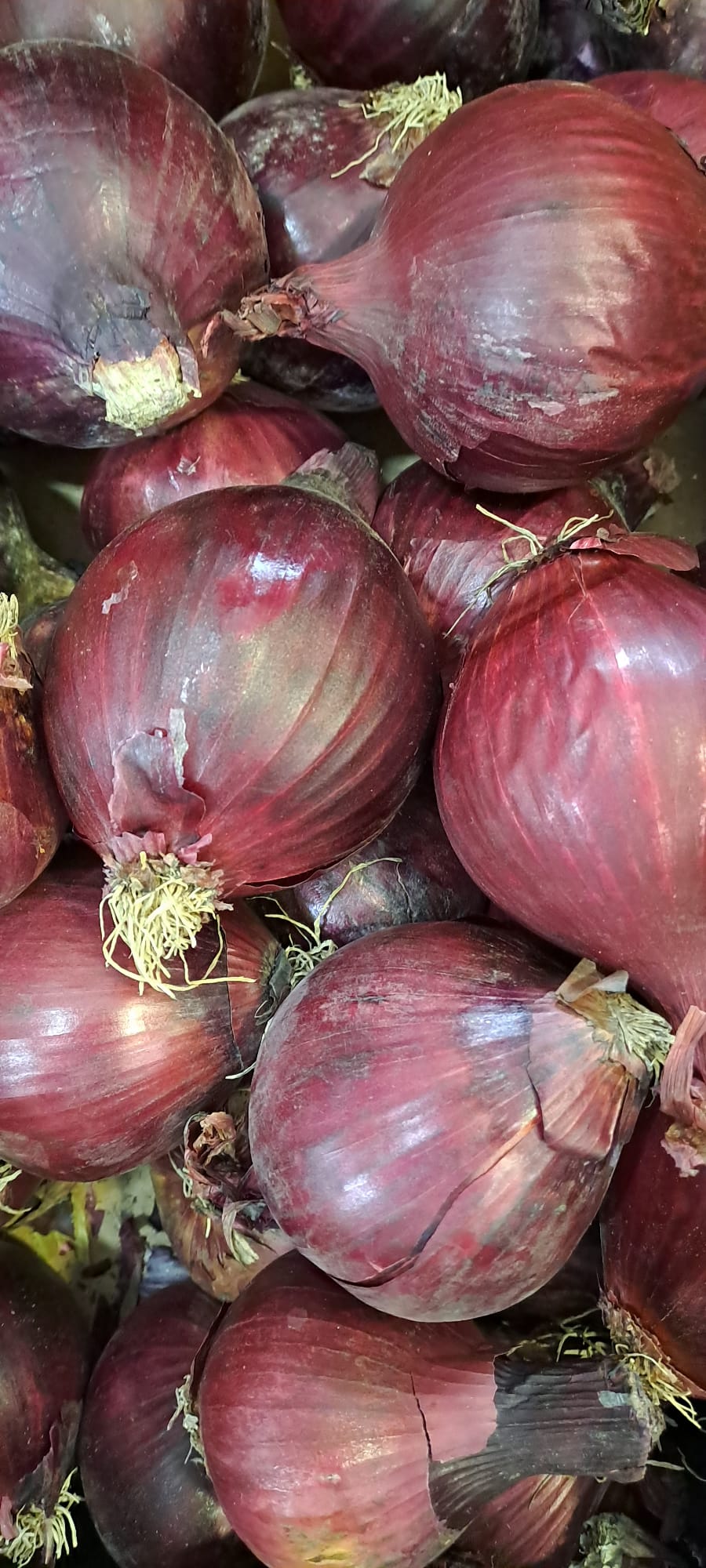 Cebolla morada