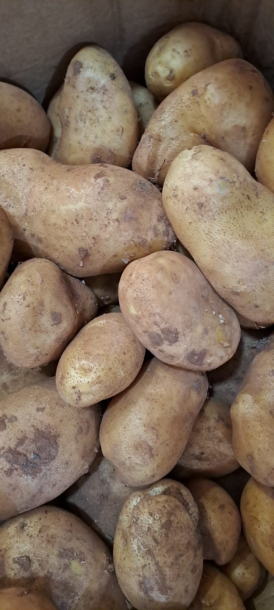Patata agria
