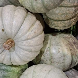 Calabaza Redonda