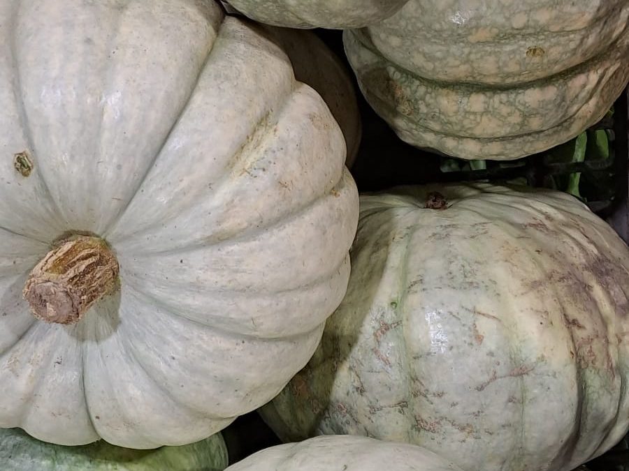Calabaza Redonda