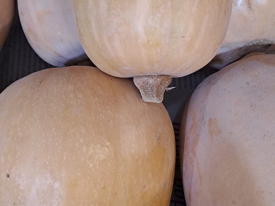 Calabaza Cacao