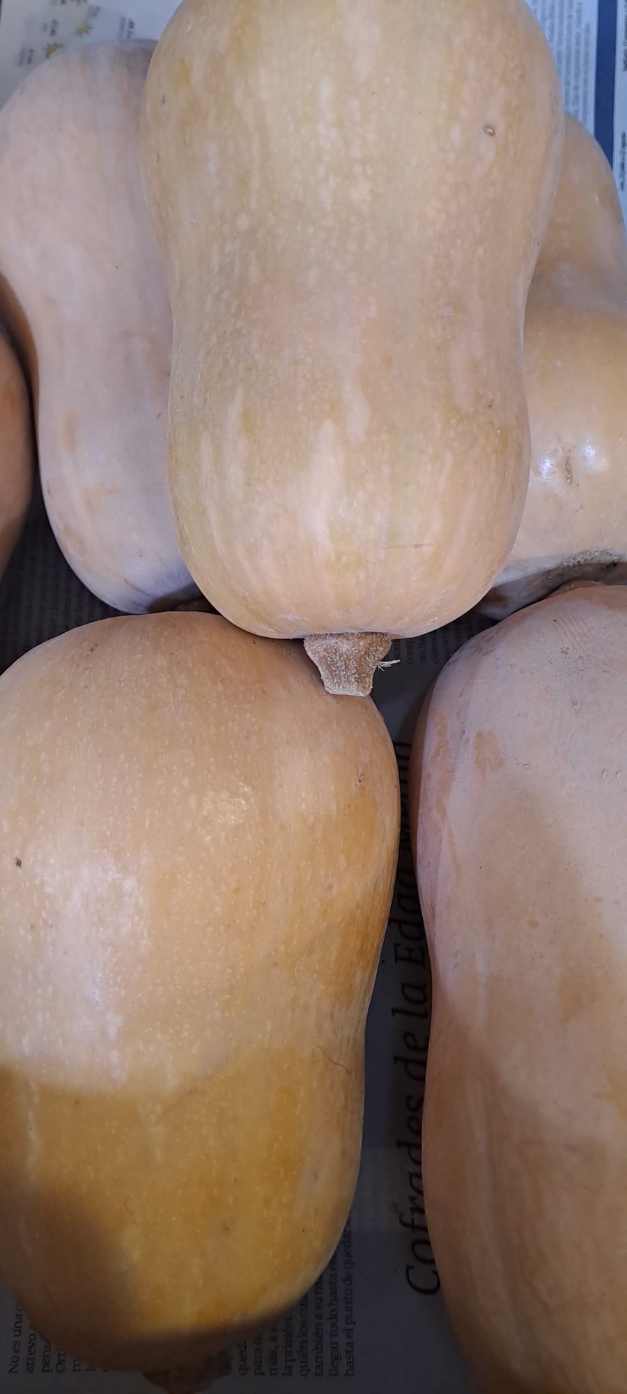 Calabaza Cacao