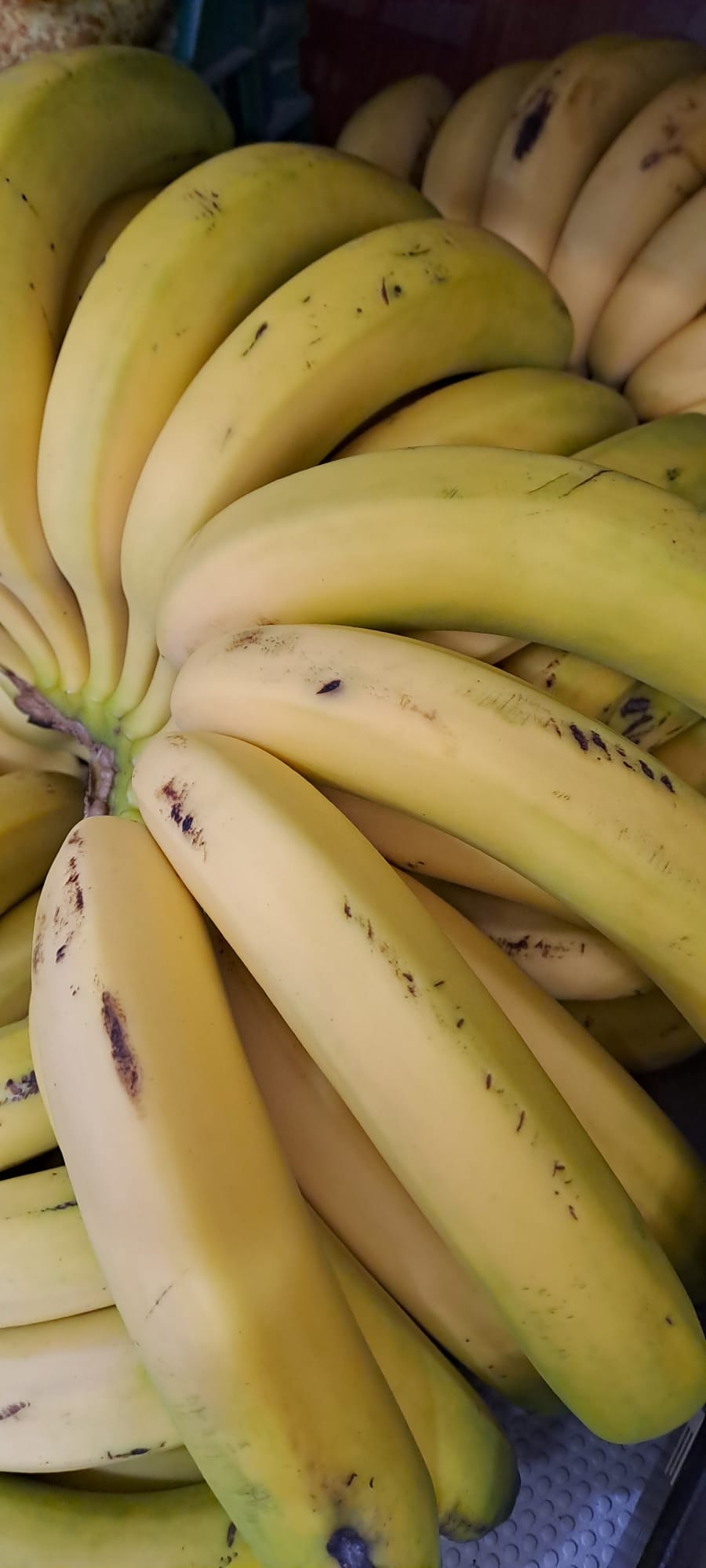Plátano Canario