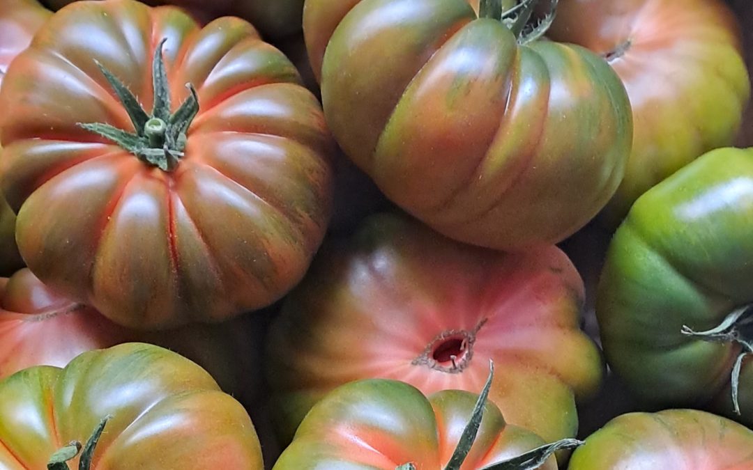 Tomate Raf Nacional