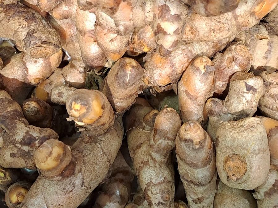 Cúrcuma  Fresca Valenciana