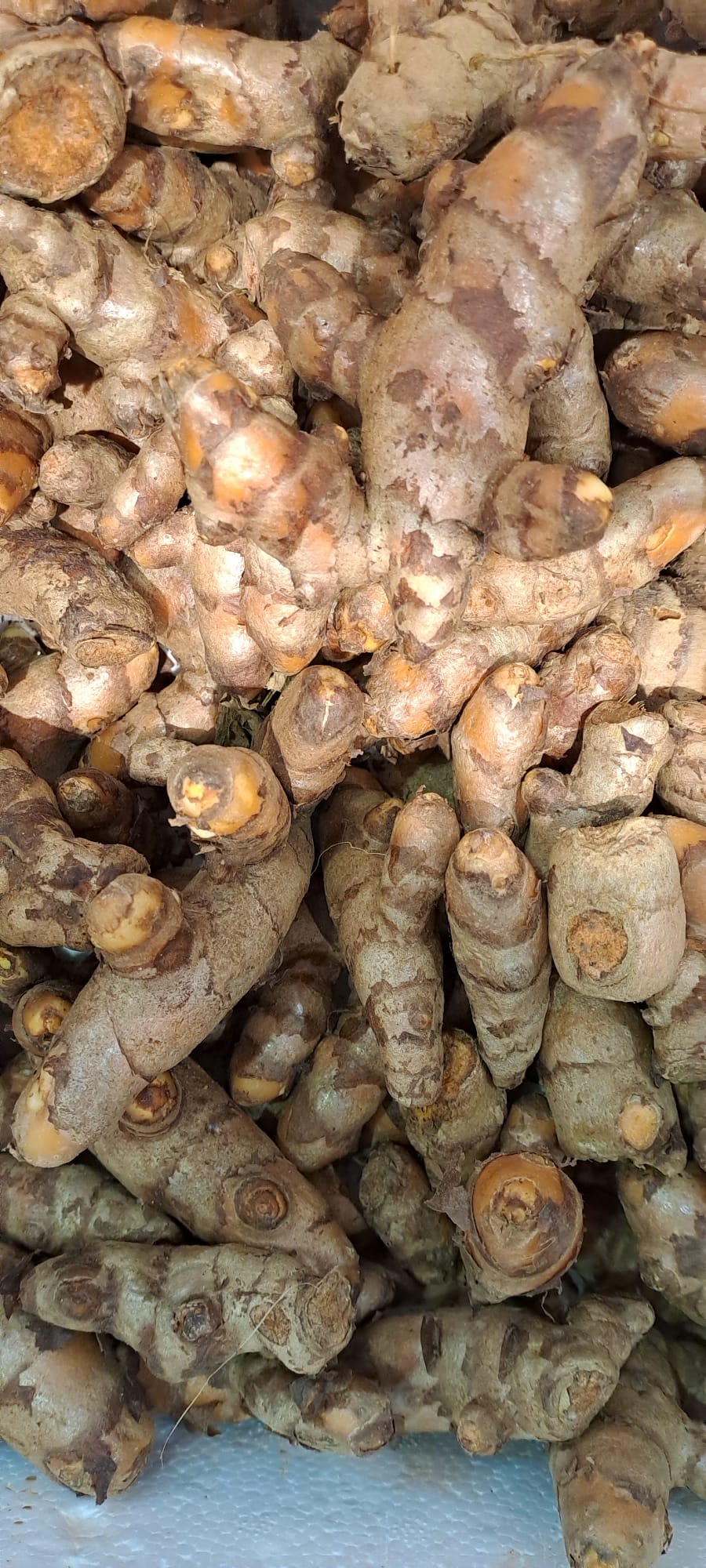 Cúrcuma Fresca Valenciana