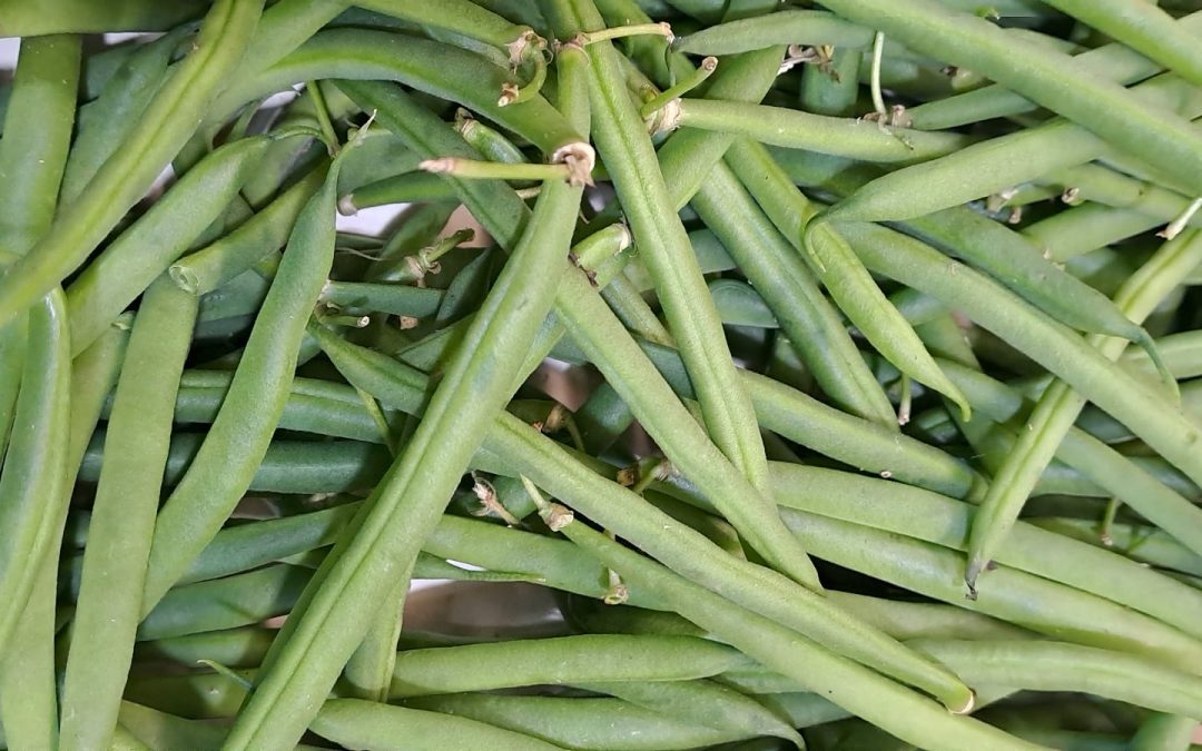 Bachoqueta Bobi