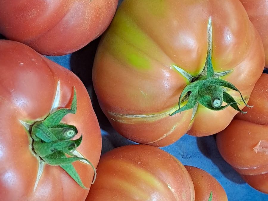 Tomate Rosa