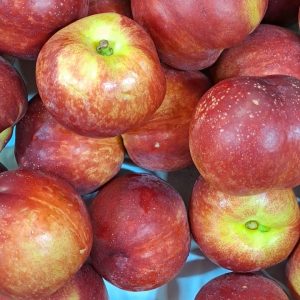 Nectarina