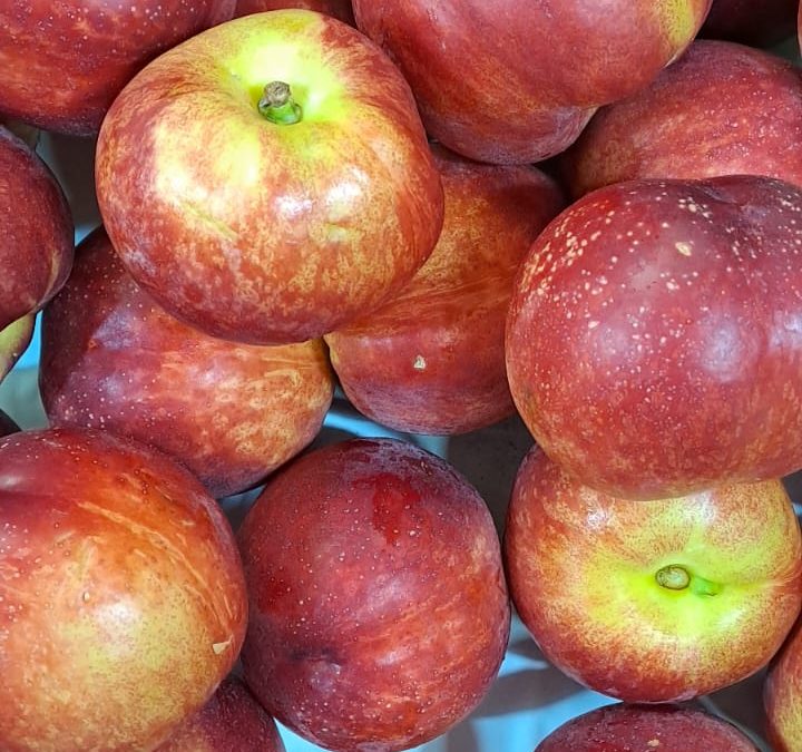 Nectarina