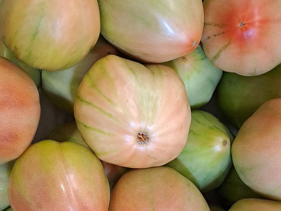 Tomate Valenciano