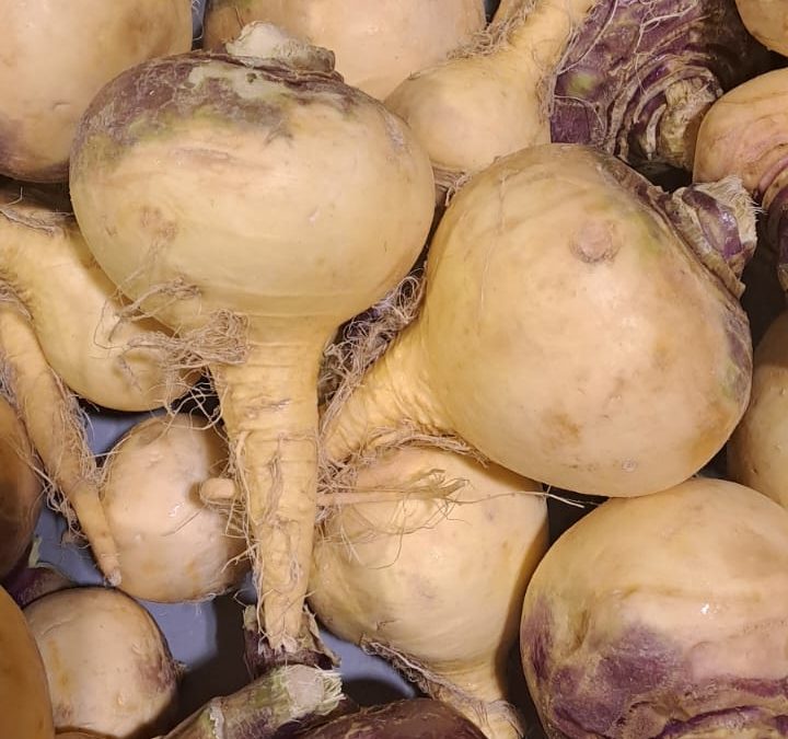 Nabo Amarillo