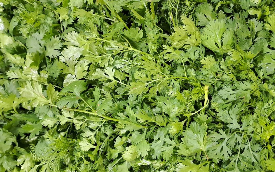 Cilantro