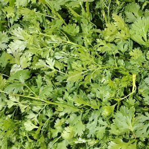 Cilantro