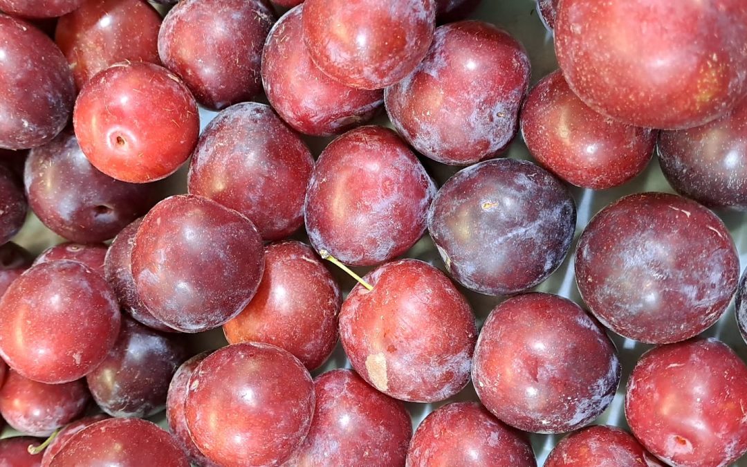 Ciruela Fresa