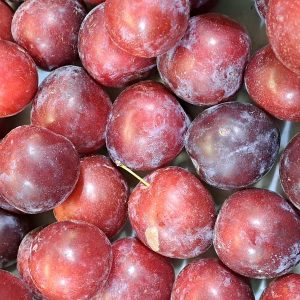 Ciruela Fresa