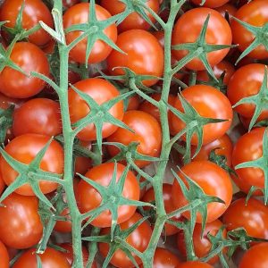 Tomate Cherry