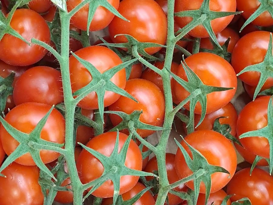 Tomate Cherry