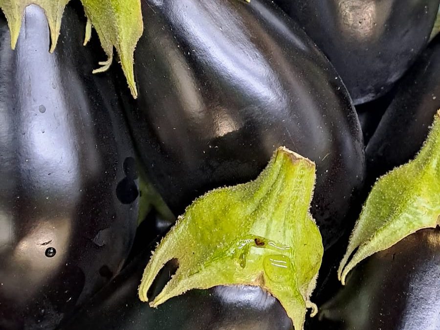 Berenjena Negra