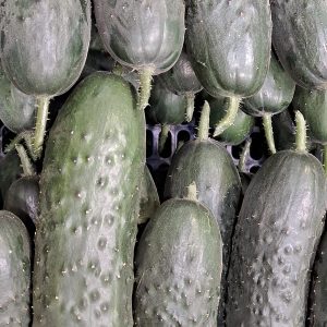 Pepino