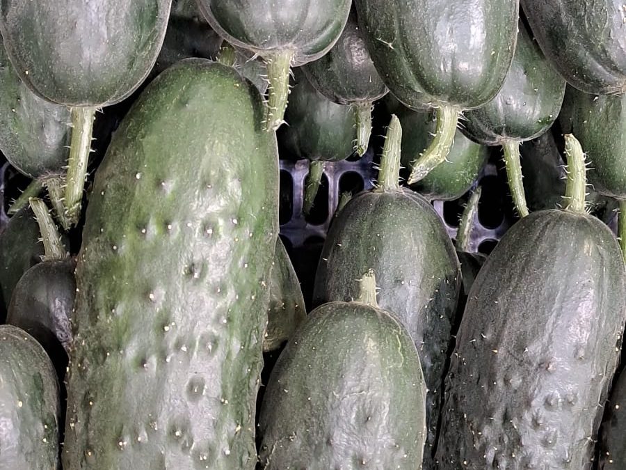 Pepino