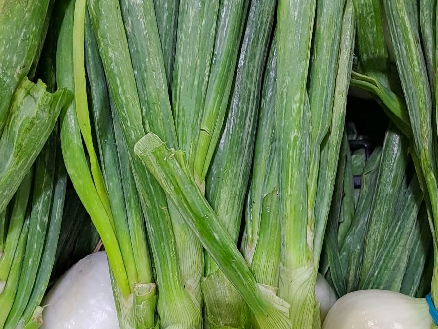 Cebolla Tierna
