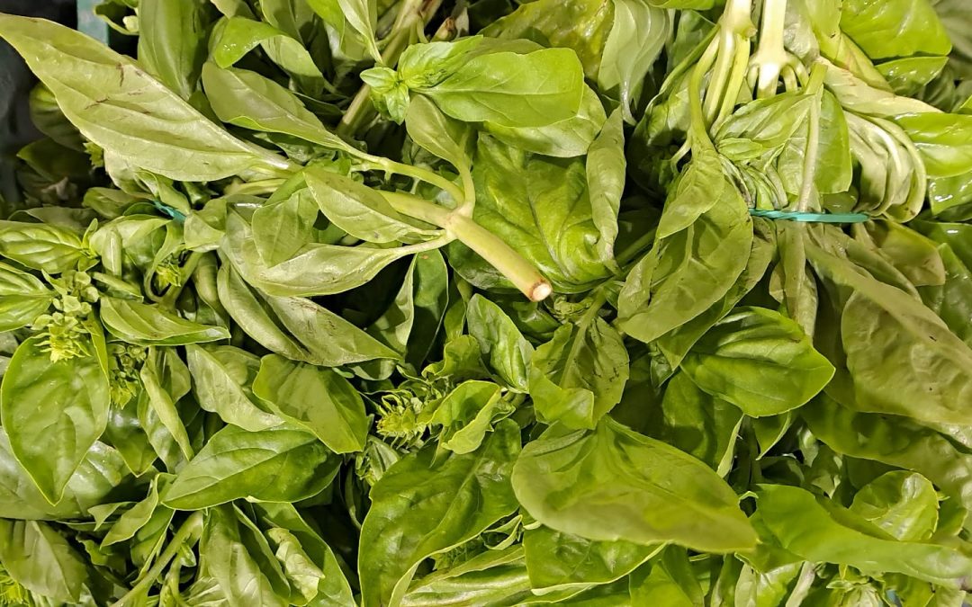 Albahaca