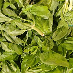 Albahaca