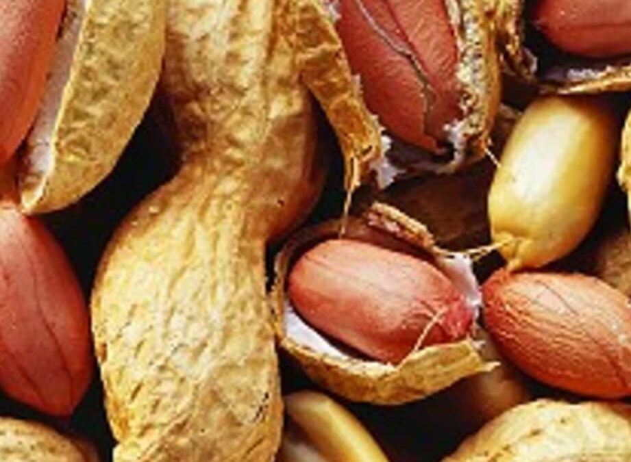 Cacao del collaret con Cáscara