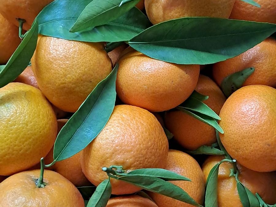 Mandarina Valenciana