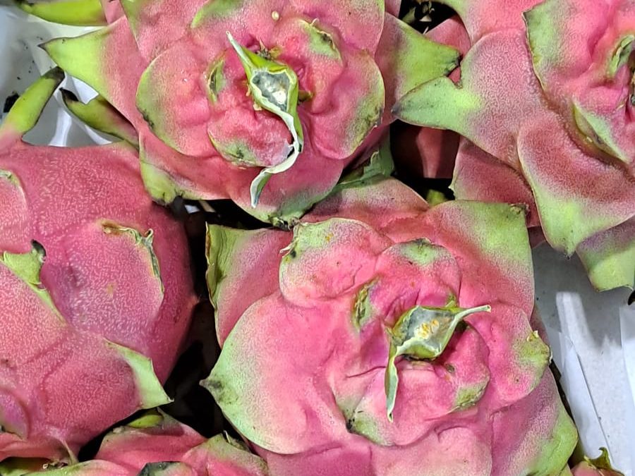 Pitahaya