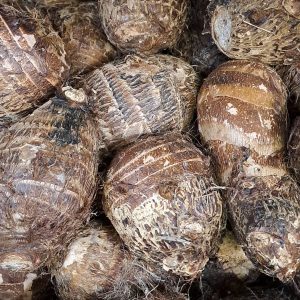 Malanga/Ocumo/ Taro/Edo
