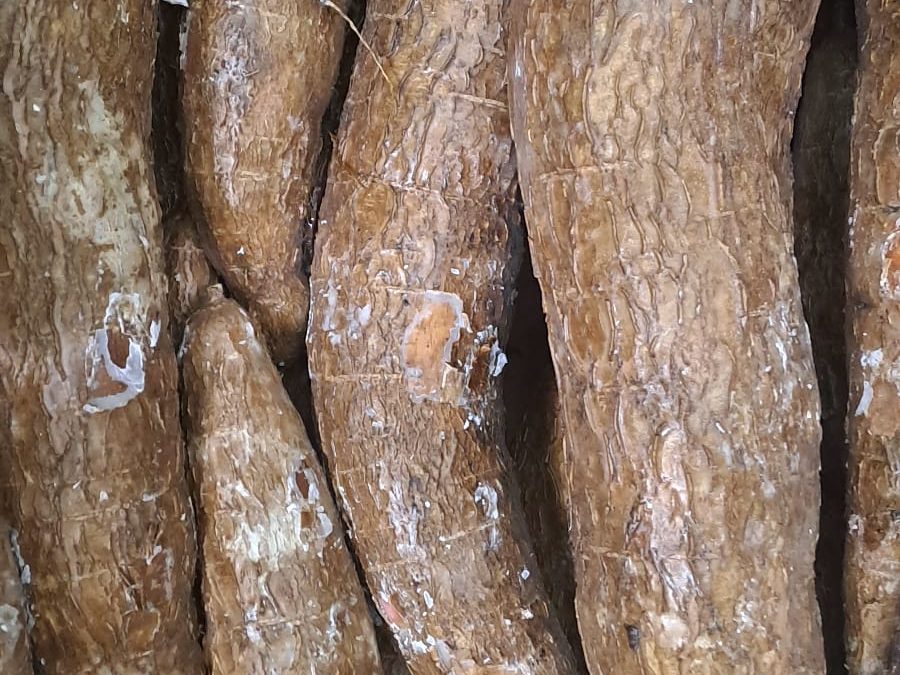 Yuca