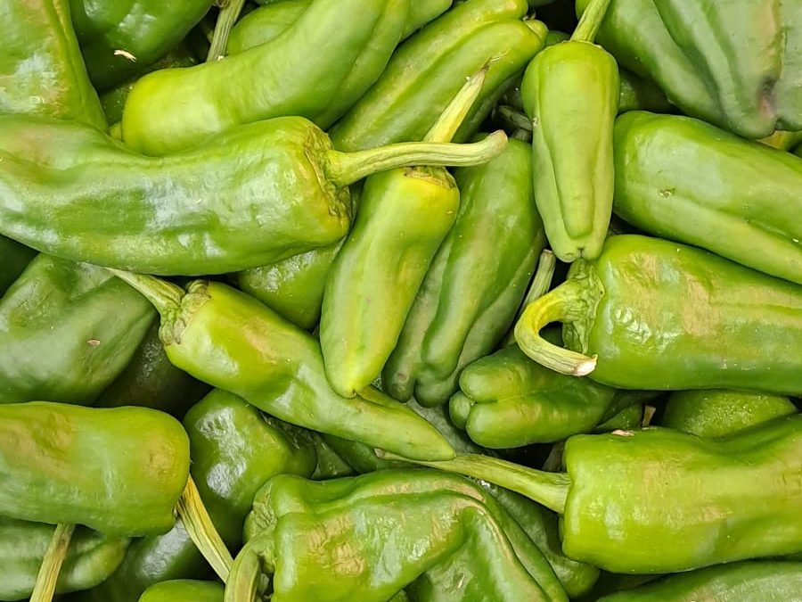 Pimiento Padrón