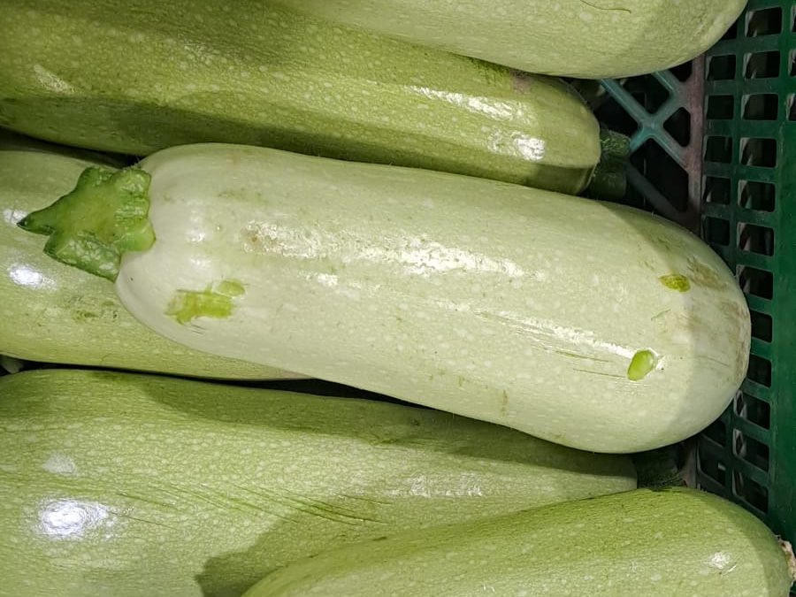 Calabacín Blanco