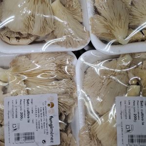 Seta de Cardo